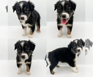 Miniature Australian Shepherd Puppy for sale in BROOKER, FL, USA