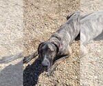 Small #1 Great Dane Mix