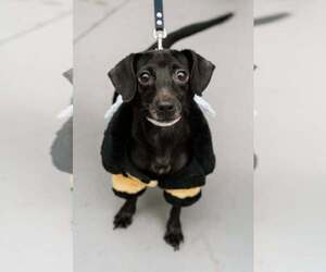 Bella - Female Chiweenie Dog for Adoption - Photo #2