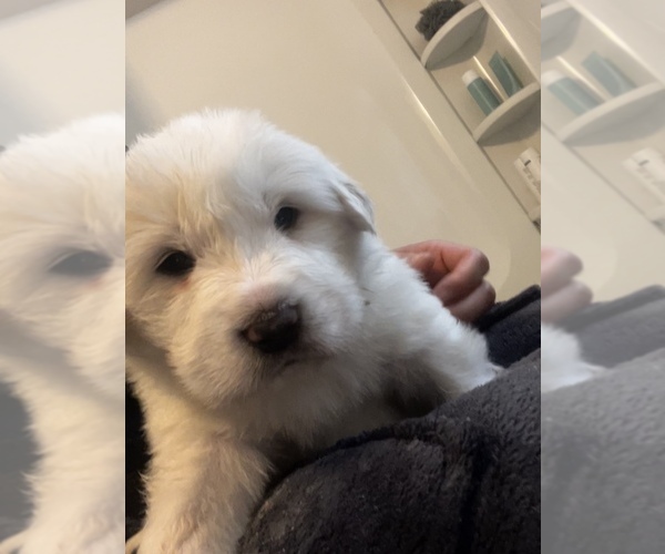 Medium Photo #2 Great Pyrenees Puppy For Sale in SPRINGDALE, WA, USA