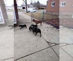 Small #6 American Bully