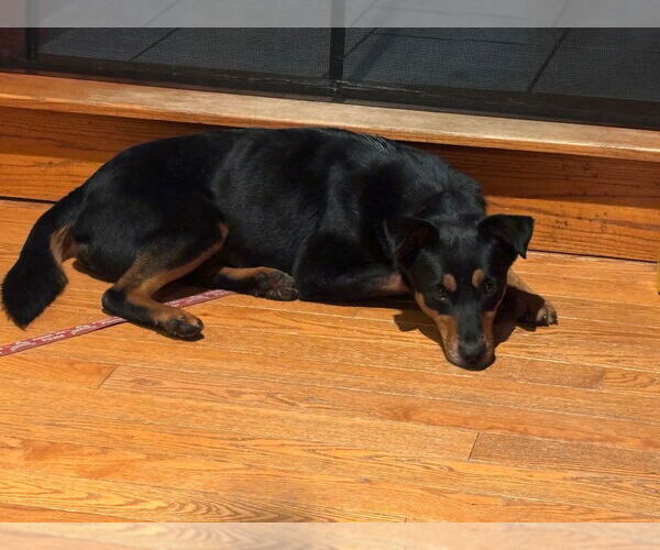 Medium Photo #11 Mutt Puppy For Sale in Canton, CT, USA