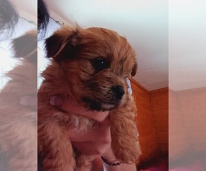 Morkie Puppy for sale in WOBURN, MA, USA