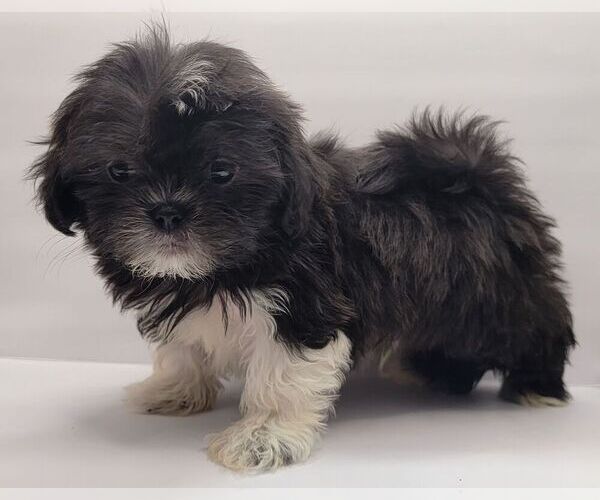 Medium Photo #5 Shih Tzu Puppy For Sale in BRANDON, FL, USA