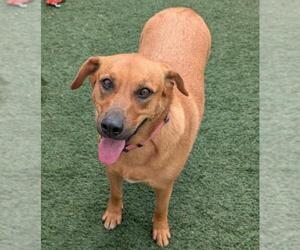 Labrador Retriever-Unknown Mix Dogs for adoption in Rockwall, TX, USA