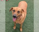 Small Labrador Retriever Mix