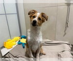Small Australian Shepherd Mix