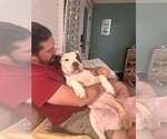 Georgie - Male Mutt Dog for Adoption - Small photo
