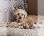 Small #1 Peke-A-Tese