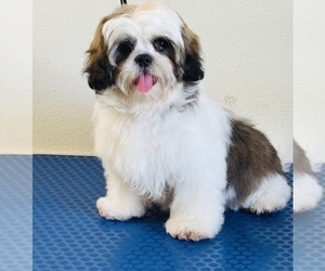 Shih Tzu Litter for sale in ORLANDO, FL, USA