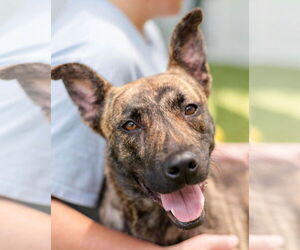 Mutt Dogs for adoption in Canton, CT, USA