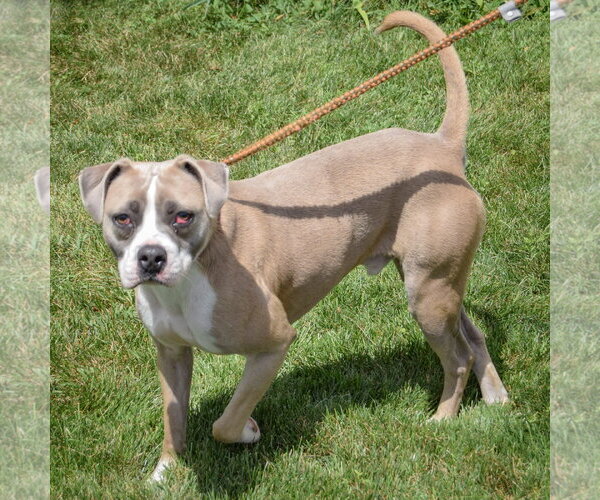 Medium Photo #2 Bostin American Bulldog Puppy For Sale in Huntley, IL, USA