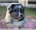 Puppy Kaylee Australian Shepherd