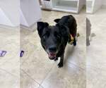 Small #6 Labrador Retriever Mix
