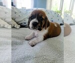 Small #4 Basset Hound