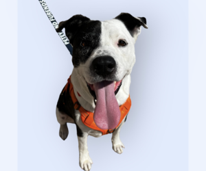 Mutt Dogs for adoption in Rockville, MD, USA