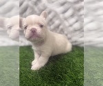 Small #1 French Bulldog