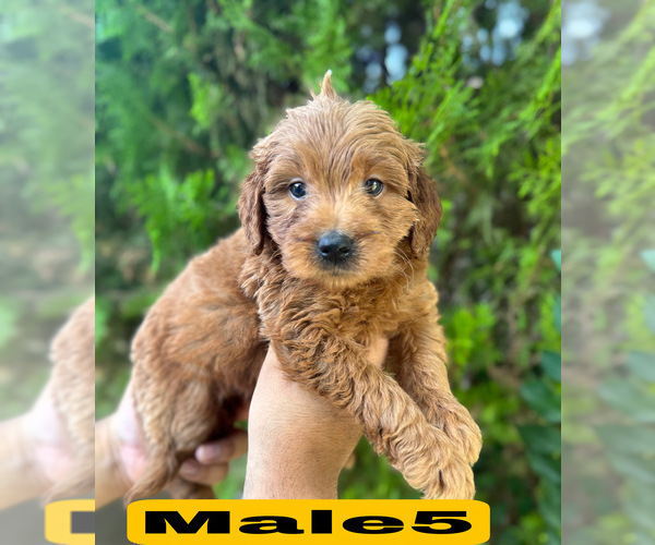Medium Photo #2 Goldendoodle (Miniature) Puppy For Sale in BAKERSFIELD, CA, USA