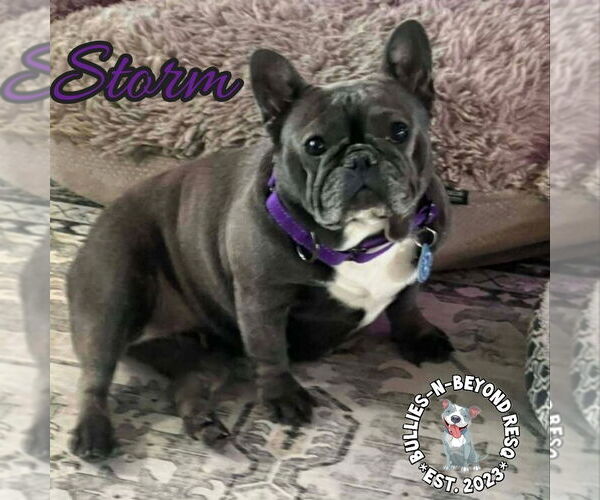 Medium Photo #4 French Bulldog Puppy For Sale in Omaha, NE, USA