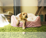 Small Photo #3 Cocker Spaniel Puppy For Sale in FULLERTON, CA, USA