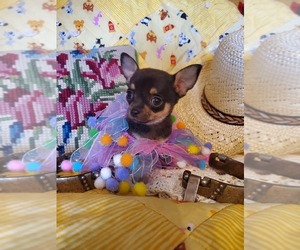 Chihuahua Puppy for sale in SOUTH WEST CITY, MO, USA
