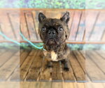 Small #5 French Bulldog