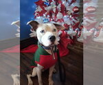 Small #10 American Pit Bull Terrier Mix
