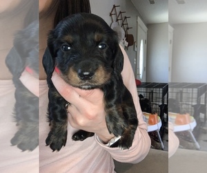 Dachshund Puppy for sale in CENTRAL POINT, OR, USA