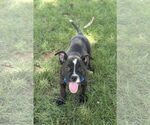 Small #2 American Pit Bull Terrier-American Staffordshire Terrier Mix