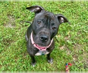 American Staffordshire Terrier-Unknown Mix Dogs for adoption in Raleigh, NC, USA