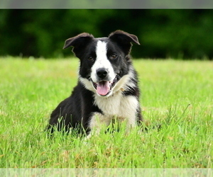Border Collie Puppy for sale in STRAFFORD, VT, USA