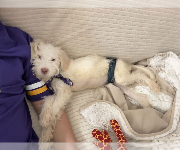 Medium Photo #7 Mutt Puppy For Sale in Arlington, VA, USA