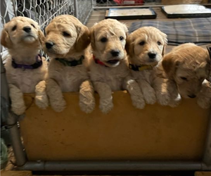 Goldendoodle Puppy for sale in LOGAN, UT, USA