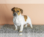 Small #5 Alapaha Blue Blood Bulldog-Jack Russell Terrier Mix