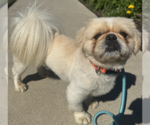 Small #3 Pekingese