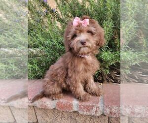 Maltipoo Puppy for sale in TEMECULA, CA, USA