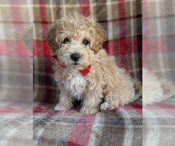 Medium Photo #3 Bichpoo Puppy For Sale in LANCASTER, PA, USA