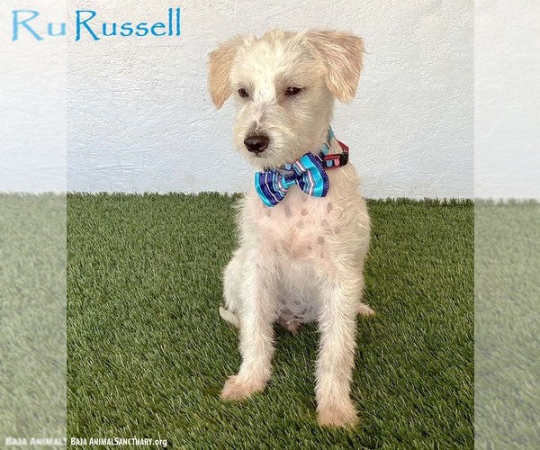 Medium Photo #1 Jack Russell Terrier-Unknown Mix Puppy For Sale in San Diego, CA, USA