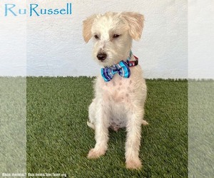 Jack Russell Terrier-Unknown Mix Dogs for adoption in San Diego, CA, USA