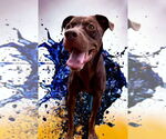 Small #2 Labrador Retriever Mix