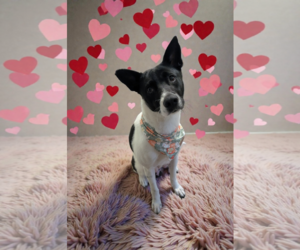 Mutt Dogs for adoption in Holly Springs, NC, USA