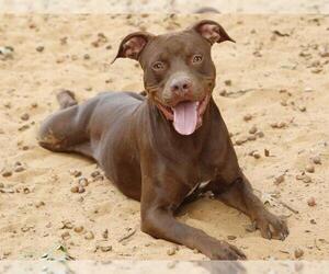 American Pit Bull Terrier Dogs for adoption in Tallahassee, FL, USA