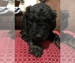 Puppy Cash Poodle (Standard)