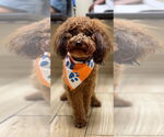 Small Poodle (Miniature)