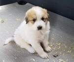 Puppy 3 Border Collie-Great Pyrenees Mix