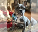 Small Photo #46 French Bulldog Puppy For Sale in BUSHKILL, PA, USA