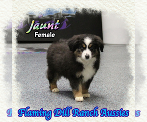 Miniature Australian Shepherd Puppy for sale in FORESTBURG, TX, USA