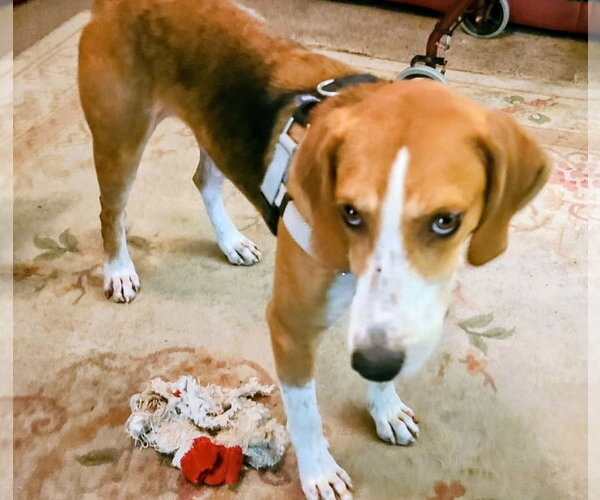 Medium Photo #2 Mutt Puppy For Sale in Plainfield, IL, USA