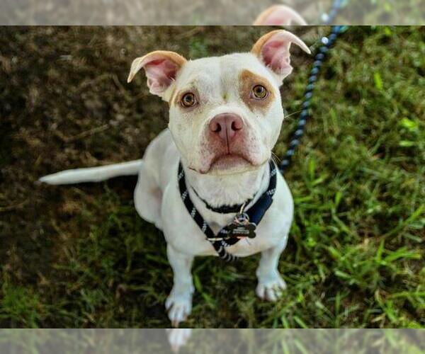 Medium Photo #1 American Staffordshire Terrier-Unknown Mix Puppy For Sale in Norfolk, VA, USA