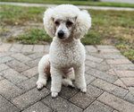 Small Photo #1 Poodle (Toy) Puppy For Sale in OCOEE, FL, USA